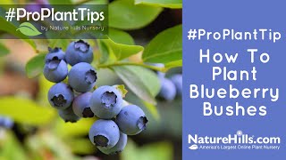 ProPlantTips  How to Plant Blueberry Bushes  NatureHillscom [upl. by Nylisoj189]