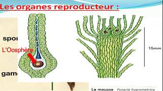 Biologie végétale les Bryophytes botanique [upl. by Megargee]