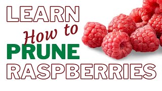 How To Prune Raspberries for Beginners Howto [upl. by Esinahs]