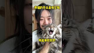 养猫的尽头就是听它叫 缅因猫 猫叫 [upl. by Garvy]