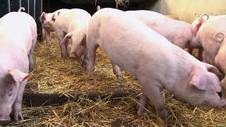 Establishing the Weaned Pig  Straw System  Small Pig Management [upl. by Norreg]