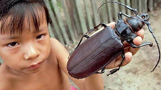 20 Massive and Dangerous Insects That are Actually Real [upl. by Nerehs674]