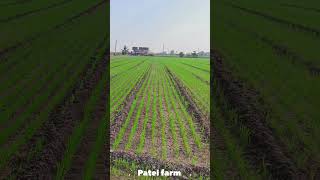 Wheat 🌾 ka gro ho gayawheatfarming farming patelagriculture automobile nature patelfarming [upl. by Daph818]