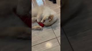 Bono got new catnip toy🔥 [upl. by Zoi]