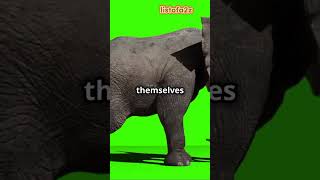 Top 10 Smartest Animals in the World 🧠 shortsfeed SmartAnimals WildlifeFacts Cyberpunk shorts [upl. by Adnorahc]