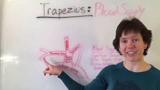 Trapezius Muscle Anatomy [upl. by Ahseram]