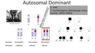 quotMendelian Inheritancequot by Bruce Korf MD for OPENPediatrics [upl. by Yenmor]