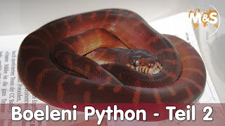 Schwarze Pythons vermehren sich in der Schweiz  Boeleni Python Teil 2 [upl. by Tennos389]