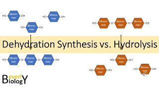 Dehydration Synthesis vs Hydrolysis [upl. by Flem71]