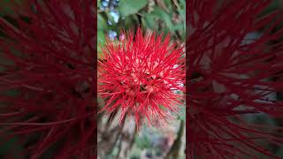 River bush willowshorts youtubeshorts viralshorts plantsforyou7354 [upl. by Wennerholn]