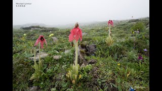 Meconopsis punicea 红花绿绒蒿 [upl. by Nodnnarb]