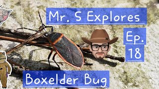 Boxelder Bug chrisschilke4910 Mr S Explores Episode 18 explore [upl. by Ahilam396]