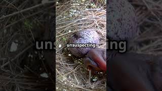 Cuckoo Bird Behavior🪶cuckoo birds cuckoosong cuckoobird animalfacts animals [upl. by Ilecara]