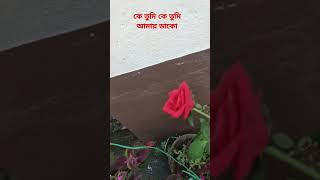 কে তুমি কে তুমি আমায় ডাকো।শ্রীকান্ত । হেমন্ত মুখার্জী। shorts l sristi123 l SRISTI I Ratan Samanta [upl. by Wade]