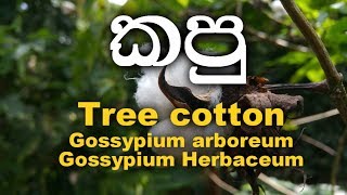 kapu  cotton  Gossypium arboreum  Gossypium Herbaceum [upl. by Anisamot]