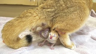 Cat Giving Birth to 3 kittens with different colors spaced apart by up to 12 hours [upl. by Wye]