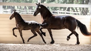 Twilight ISF by Cum Laude  2023 KWPNNA keuring  Developing Dressage Horse at Iron Spring Farm [upl. by Nolrev883]