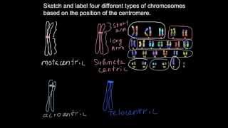 What different types of chromosomes exist [upl. by Latia]