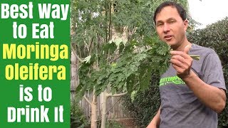 Best Way to Eat Moringa is to Drink It  How to Juice Fresh Moringa Oleifera Leaves [upl. by Ariait]