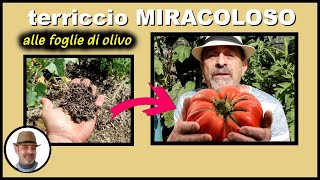 TERRICCIO miracoloso alle FOGLIE DI OLIVO  मिट्टी के पौधे [upl. by Meehahs]