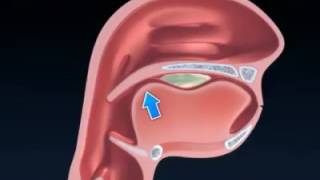 El proceso deglutorio [upl. by Ikeda817]