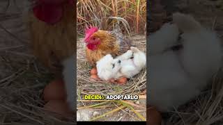 Gallina Adopta a un Perro [upl. by Markos]