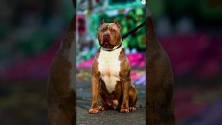 Pitbull vs Boxer Rottweiler Tibetan mastiff Kangal Bite force comparison ytshorts dogs shorts [upl. by Hollis]