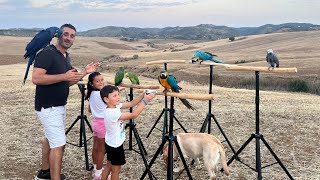 ✅COMO EDUCAR LOROS Y NIÑOS 👶🦜👉ENSEÑAR A LOS NIÑOS A JUGAR CON LOROS 👌 [upl. by Gaidano973]