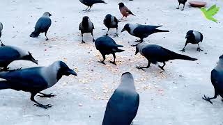 Flock of black Crows beautiful sound effect  Crows Planet [upl. by Nealy]