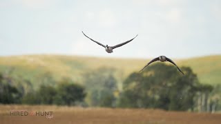 Stunning Canada Goose Slow Motion from Hired to Hunt [upl. by Acimot140]