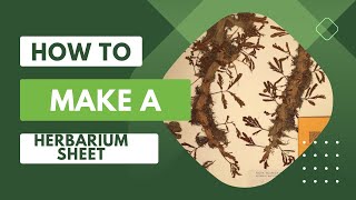 Create Your Own Herbarium Sheet StepbyStep Guide for Botanical Preservation [upl. by Papageno]