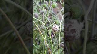 Anemone hupehensis  Japanese anemone  After flowering with seed heads shorts [upl. by Aisirtap]