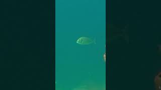 Marmara Denizi  Çupra shortvideo fishing shortsvideo fish [upl. by Marybeth325]