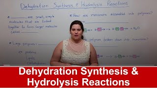 Dehydration Synthesis and Hydrolysis Reactions [upl. by Yecad36]