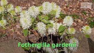 Fothergilla gardenii Growing Guide Witch Alder by GardenersHQ [upl. by Ayra482]