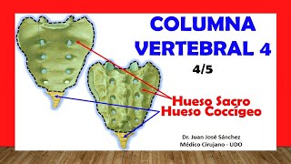 🥇 COLUMNA VERTEBRAL 45  Hueso Sacro y Coccígeo Fácil y Sencillo [upl. by Takashi]