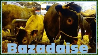 Bazadaise  Equus caballus  Linnaeus 1758  Vache  Salon de lagriculture 2016  08032016 [upl. by Oivalf390]