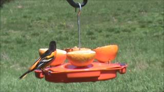 Ultimate Oriole Feeder SE905 [upl. by Mitzl]