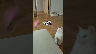 뚱냥이가 살이 안빠지는 이유정답 안움직임 고양이 고양이영상 뚱냥이 개냥이 [upl. by Airalednac]