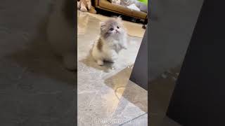 cute cats baby kitten cute moment❤️💕hellomochi cat cute kitten kucing kitty cats mochicat [upl. by Rayford650]