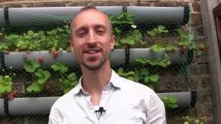 Feeding Your Plants for Free  How to Make Fertilizer for Your Vegetable Garden [upl. by Onid139]