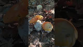 Amanita caesarea September 2024 [upl. by Russel]