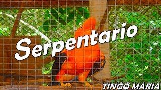 ✔Serpentario “Animal’s Paradise” Tingo María [upl. by Kroll]