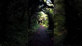 Canopied by Trees trees fairygarden visitoregoncoast virtualwalk [upl. by Rodnas455]