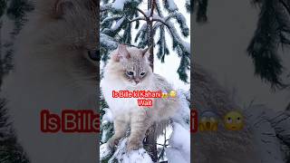 Yeh koi Mamooli Billa nahi he🫴youtubeshorts shorts short animals shortvideo [upl. by Bravar]