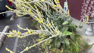 1 year old Mullein plant using Shungite nuggets amp Shungite water only [upl. by Jacinda]