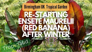 UK Tropical Garden Restarting Ensete Maurelii Red Abyssinian Banana after Overwintering [upl. by Gassman491]