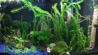 Nice and tall AnacharisElodea moving around my tank [upl. by Thain299]