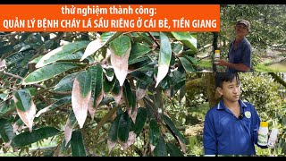 HORTIC  QUẢN LÝ BỆNH CHÁY LÁ SẦU RIÊNG Ở CÁI BÈ TIỀN GIANG [upl. by Stav182]