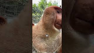 For These Monkeys Size Does Matter wildanimalfacts animalfacts animallover monkey monkeyvideo [upl. by Nossila]